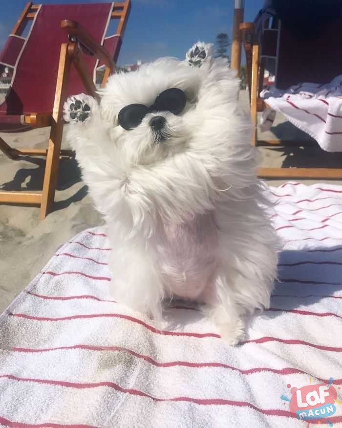 Dünyanın en sevimli köpeği coco'nun fotoğrafları