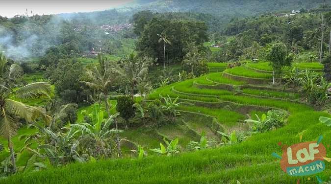 Bali Pirinç Ekim Terasları