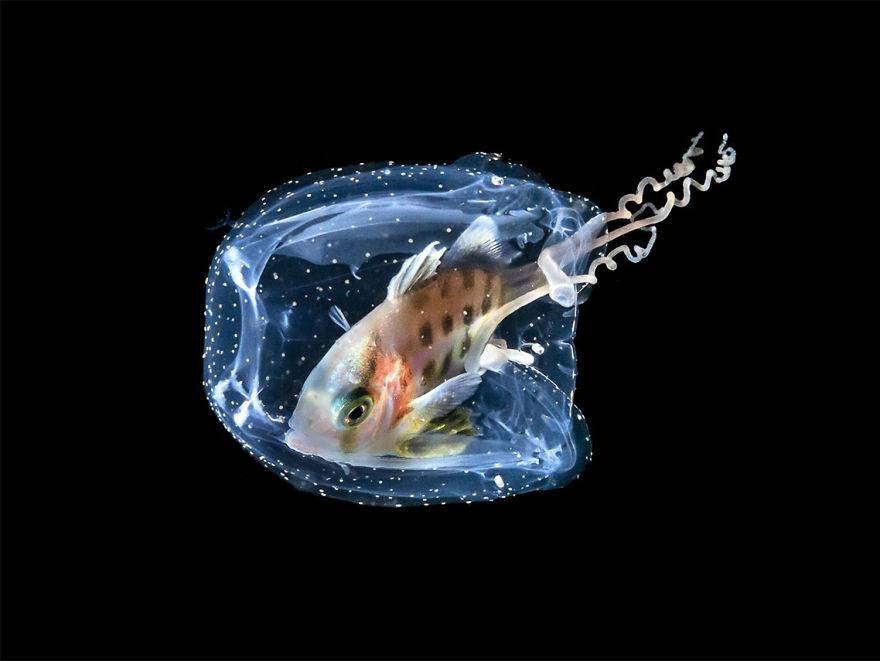 Suda Yaşam, Finalist: Galice Hoarau tarafından çekilen 'Denizanası' fotoğrafı