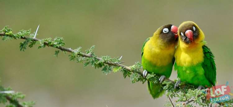 "Doğru kişi." Sarı yakalı muhabbet kuşları, Tarangire Milli Parkı, Tanzanya