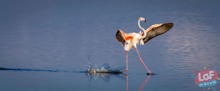 "Suda Yürü." Flamingo, Serengeti, Tanzanya