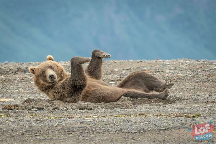 "Kum Dansı" Boz ayı, Alaska, ABD