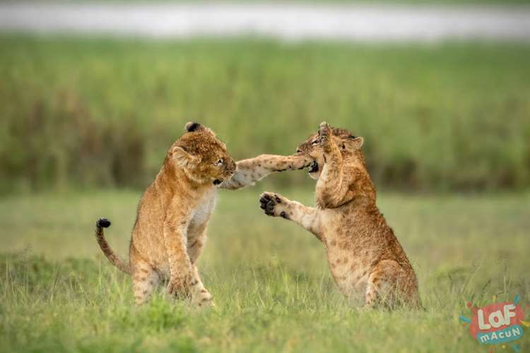 "Hafif Güreş." Lions Cubs, Ngorongoro Krateri, Tanzanya