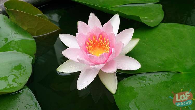 Lotus Çiçeğinin Mitolojideki Önemi
