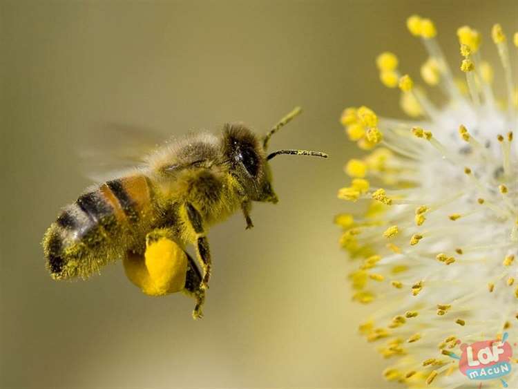 Arılar Topladıkları Balı Nasıl Depolarlar?