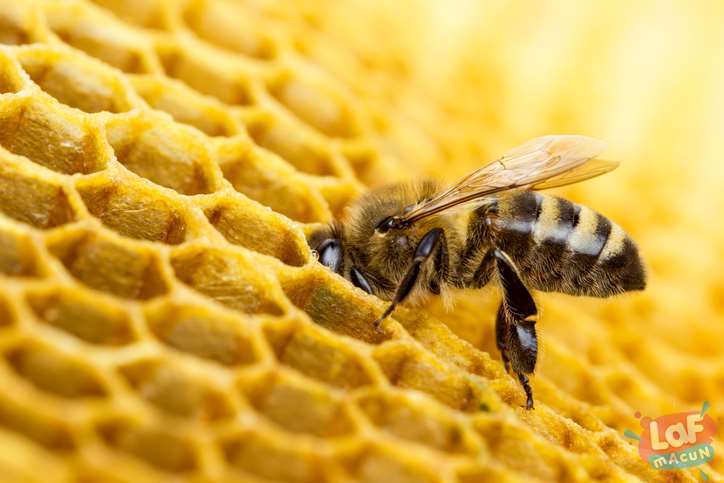 Arılar Neden Bal Yapar?