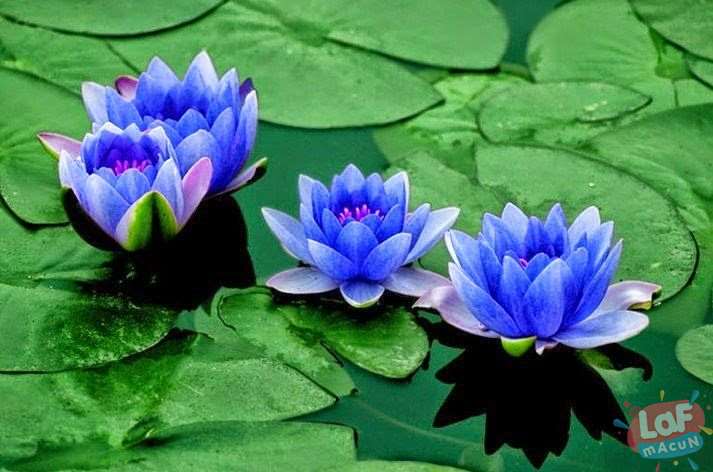 Kutsal lotus çiçeği