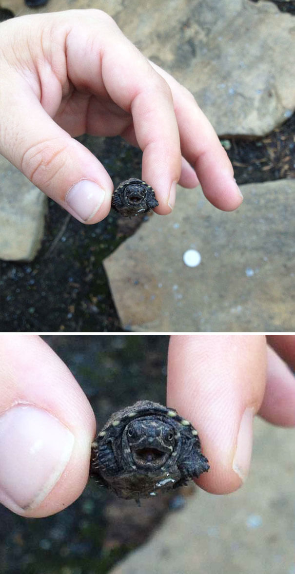 Yavru kaplumbağa