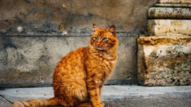 Sokak Kedileri için Hayatı Kolaylaştırmak Mümkün