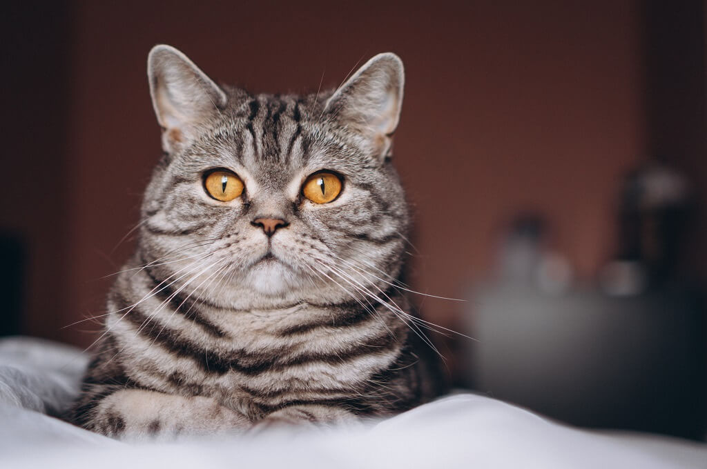 Kedi Tüy Bakımı için Yararlı Bilgiler Lafmacun