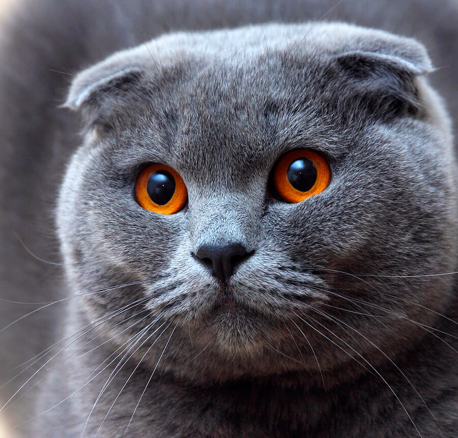 Dünya’nın En Pahalı 10 Kedi Cinsi Hem Sevimli Hem Pahalı