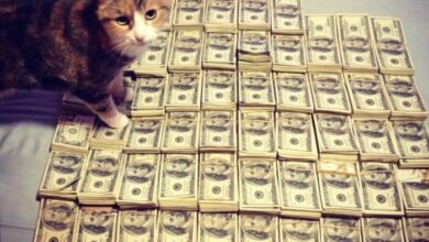 Dünya’nın En Pahalı 10 Kedi Cinsi