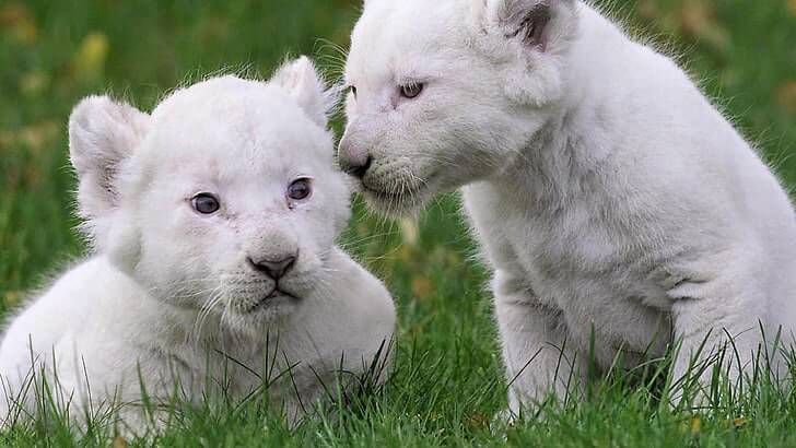 Beyaz Aslan Yavruları