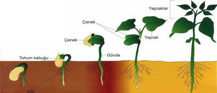 Tohumun yapısı ve çimlenmesi