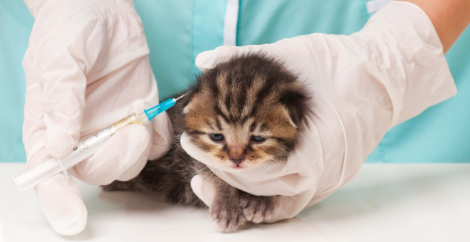 Kedilerde Yapılması Gereken Aşılar ve Fiyatları