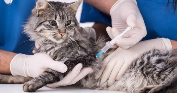 Kedilerde Yapılması Gereken Aşılar ve Fiyatları