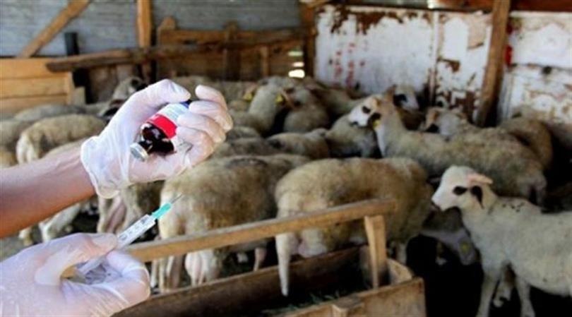 Koyuna Yapılması Gereken Aşılar