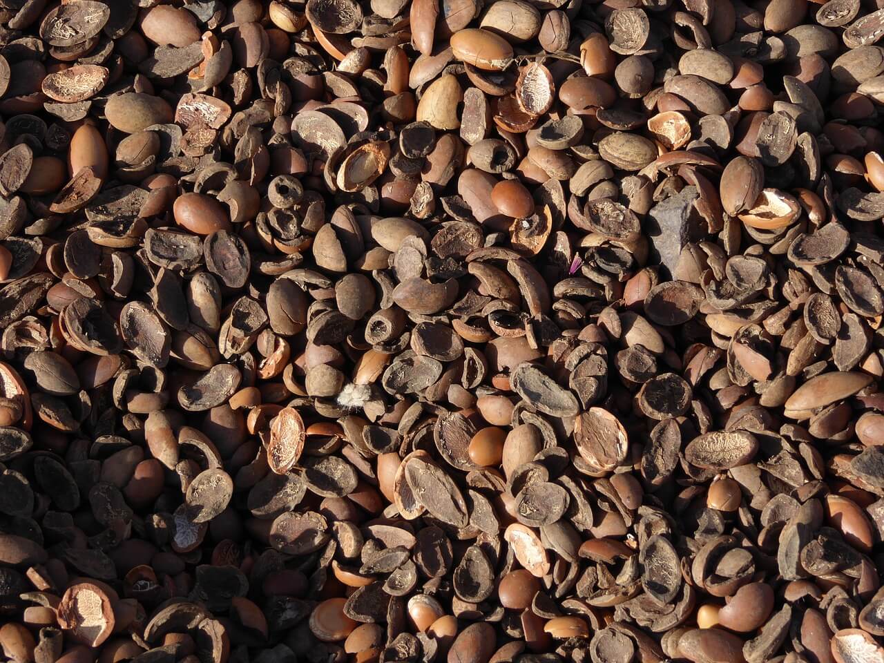 Argan Yağının Güzellik ve Sağlığınıza 14 Faydası 3 ARGAN NEDİR