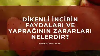 Dikenli İncir Faydaları, Yaprağının Zararları Nelerdir? 22 Dikenli İncir Faydaları, Yaprağının Zararları Nelerdir?