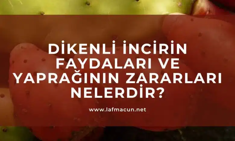 Dikenli İncir Faydaları, Yaprağının Zararları Nelerdir? 1 Dikenli İncir Faydaları, Yaprağının Zararları Nelerdir?