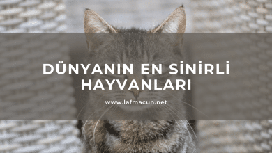 en sinirli hayvan isimleri