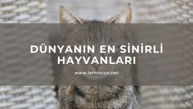 Dünyanın En Sinirli Hayvanları 93 en sinirli hayvan isimleri