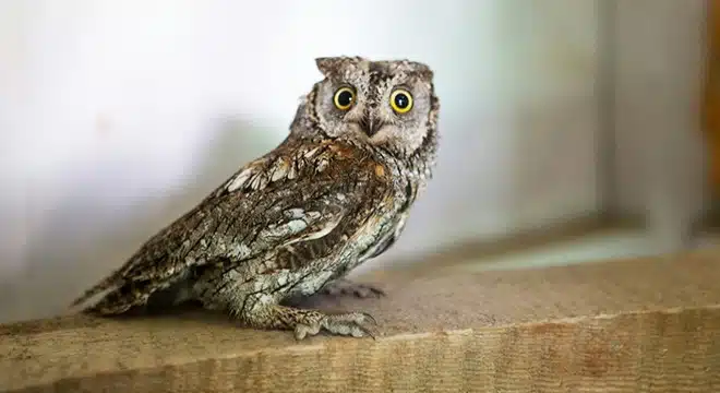 İshak Kuşunun Belirgin Özellikleri 