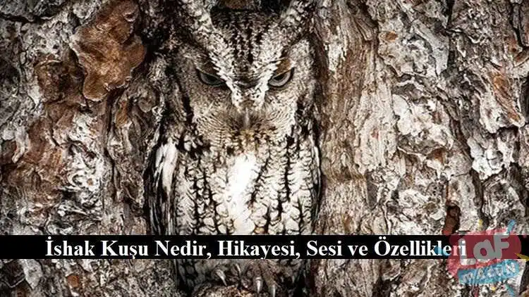 İshak Kuşu Nedir? Hikayesi, Sesi ve Özellikleri 1 İshak Kuşu