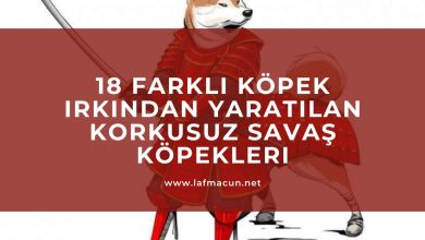 18 Farklı Köpek Irkından Yaratılan Korkusuz Savaş Köpekleri 1 Korkusuz Savaş Köpekleri