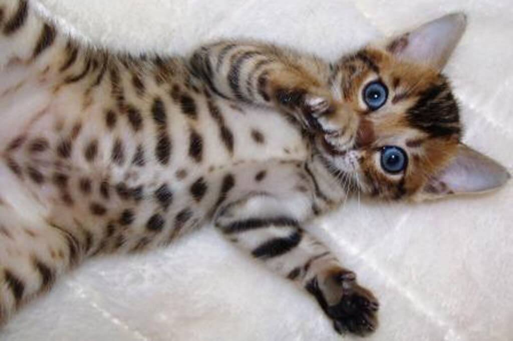 Bengal Kedisi