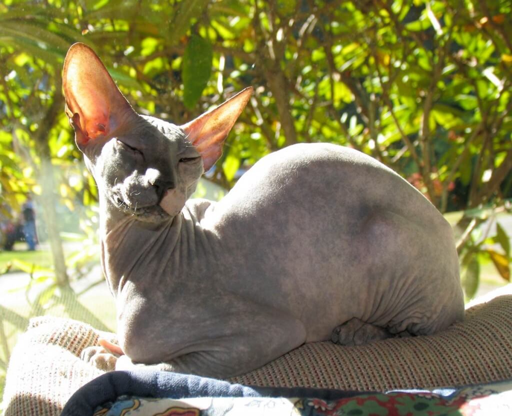 Peterbald