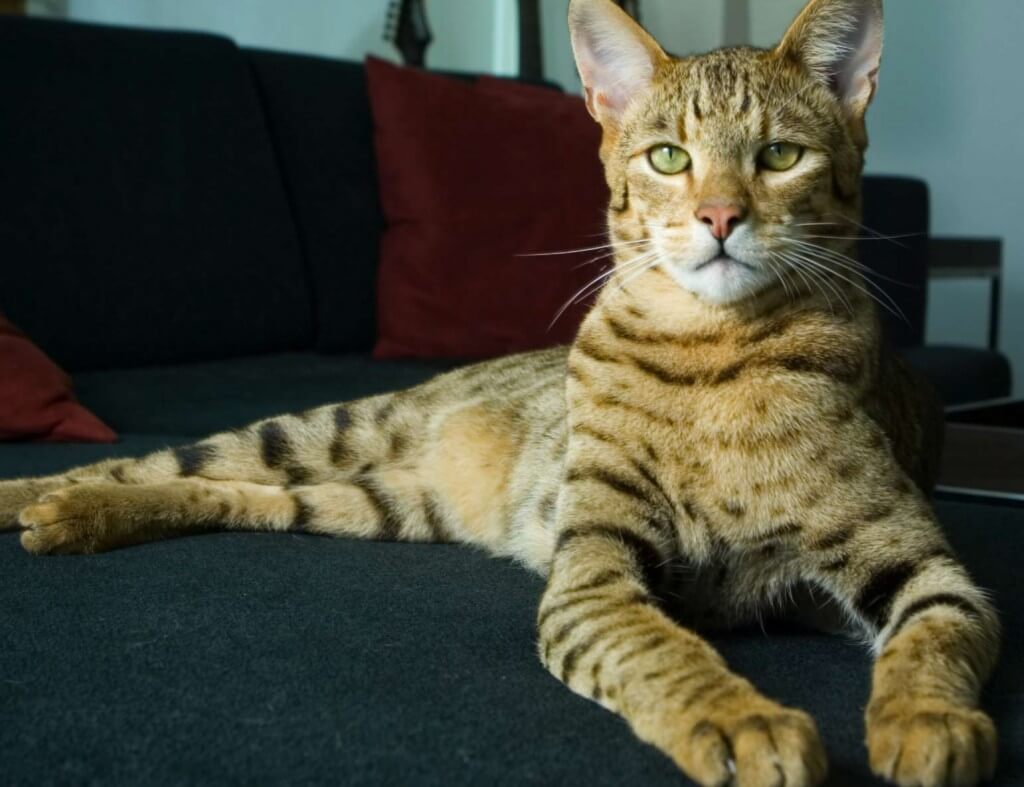 Allerca Kedisi