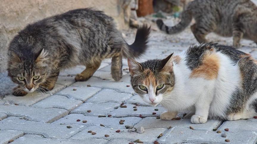 Apartmanda Kedi Besleyeni Nereye Şikayet Edebilirim