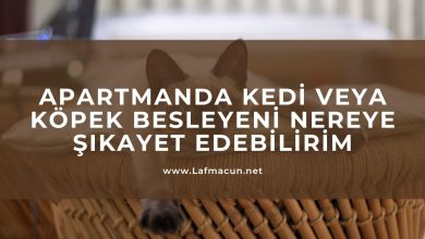 Apartmanda Kedi veya Köpek Besleyeni Nereye Şikayet Edebilirim 1 Apartmanda Kedi veya Köpek Besleyeni Nereye Şikayet Edebilirim