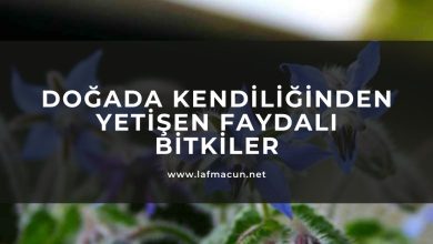 Doğada Kendiliğinden Yetişen Faydalı Bitkiler 1 Doğada Kendiliğinden Yetişen Faydalı Bitkiler