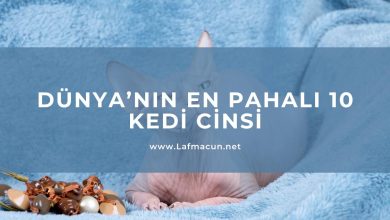 Dünya’nın En Pahalı 10 Kedi Cinsi 1 Dünya’nın En Pahalı 10 Kedi Cinsi