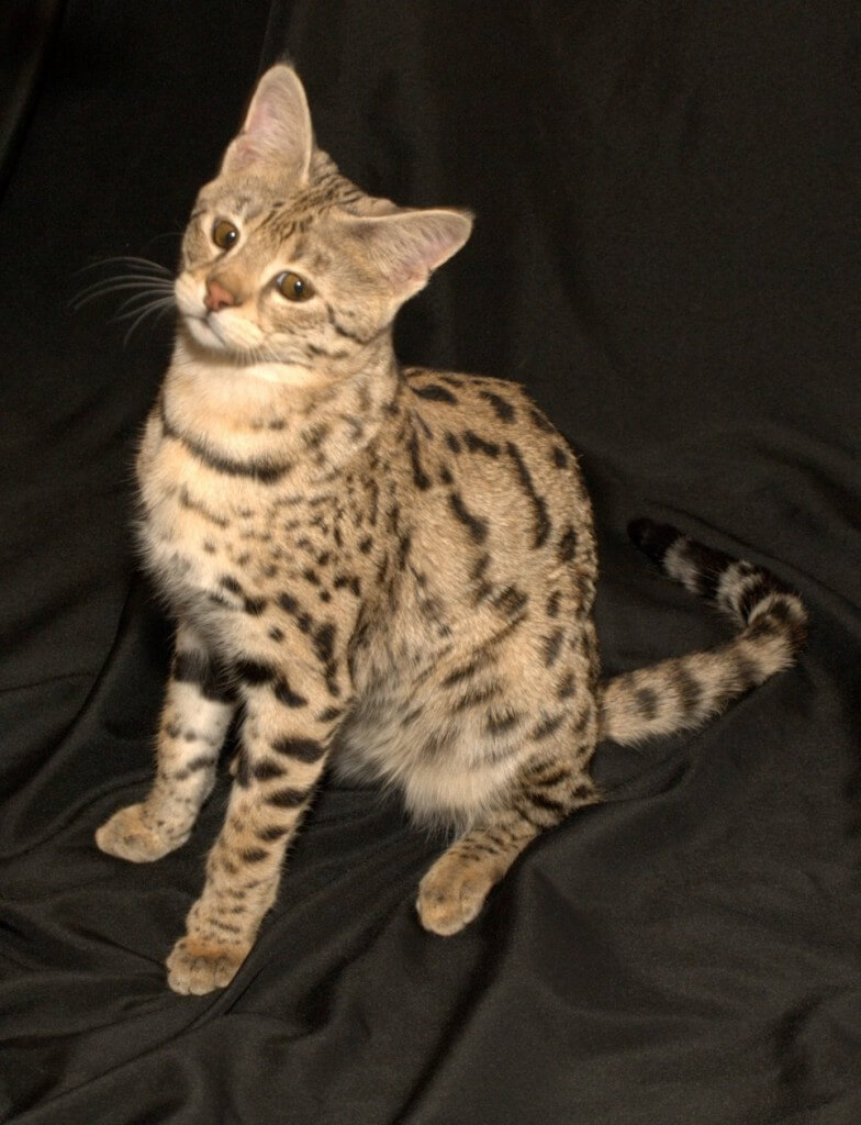 Savannah