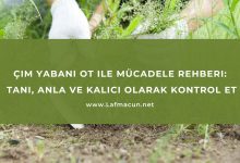 Çim Yabani Ot ile Mücadele Rehberi