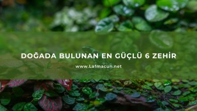 Doğada Bulunan En Güçlü 6 Zehir 4 Doğada Bulunan En Güçlü 6 Zehir