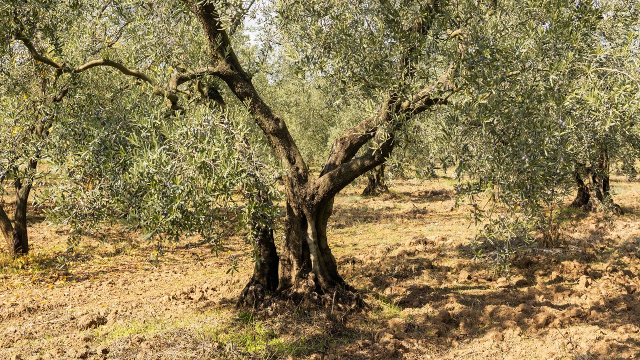 "En İyi Zeytinyağı" Arayışında Bilimsel Kriterler ve Türkiye'den Yükselen Bir Değer: Olivogue 3 En iyi zeytinyağı